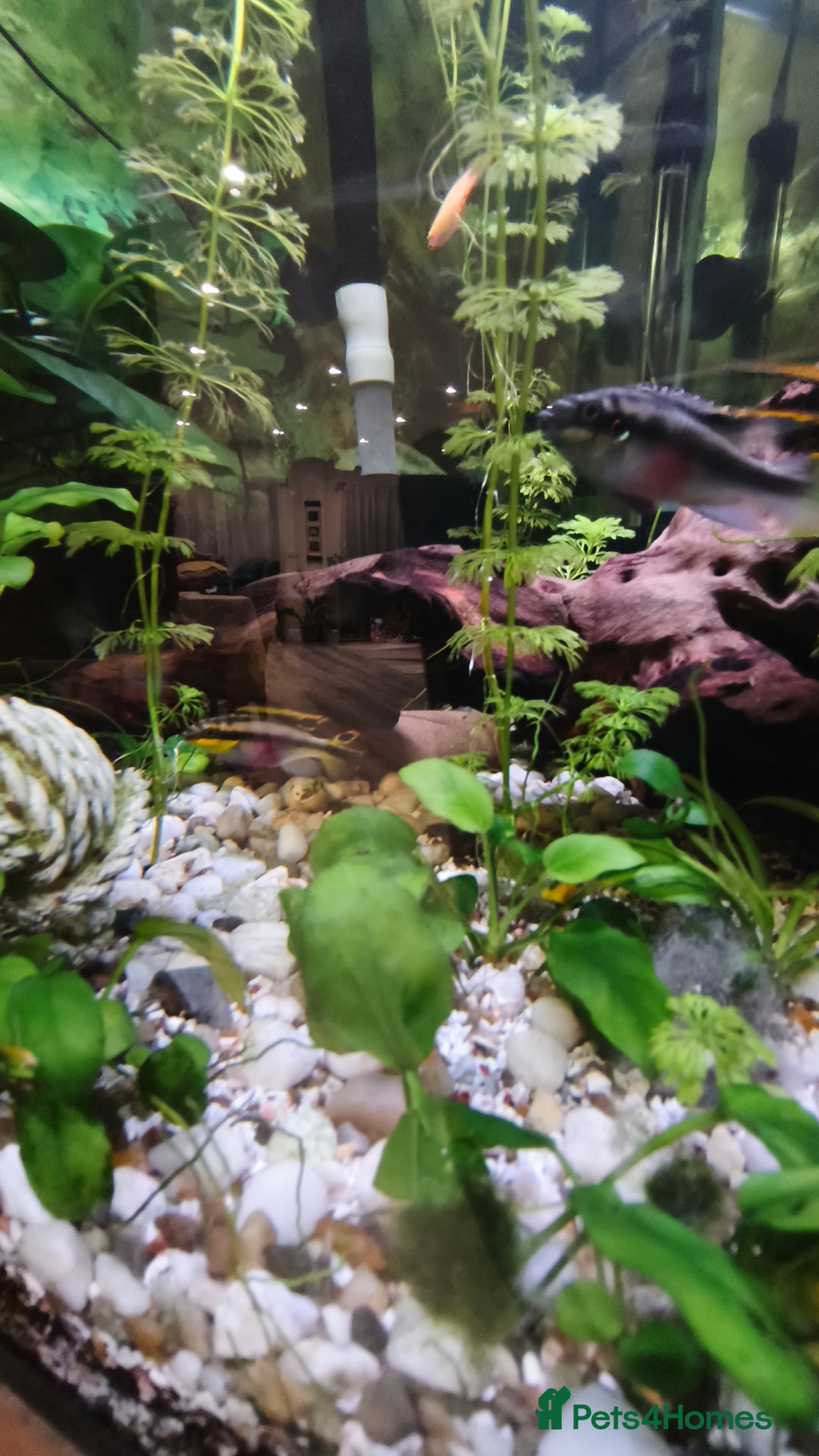 Plecos fish for sale: Albino Pleco x 3 male; male and female kribensis - Advert 4