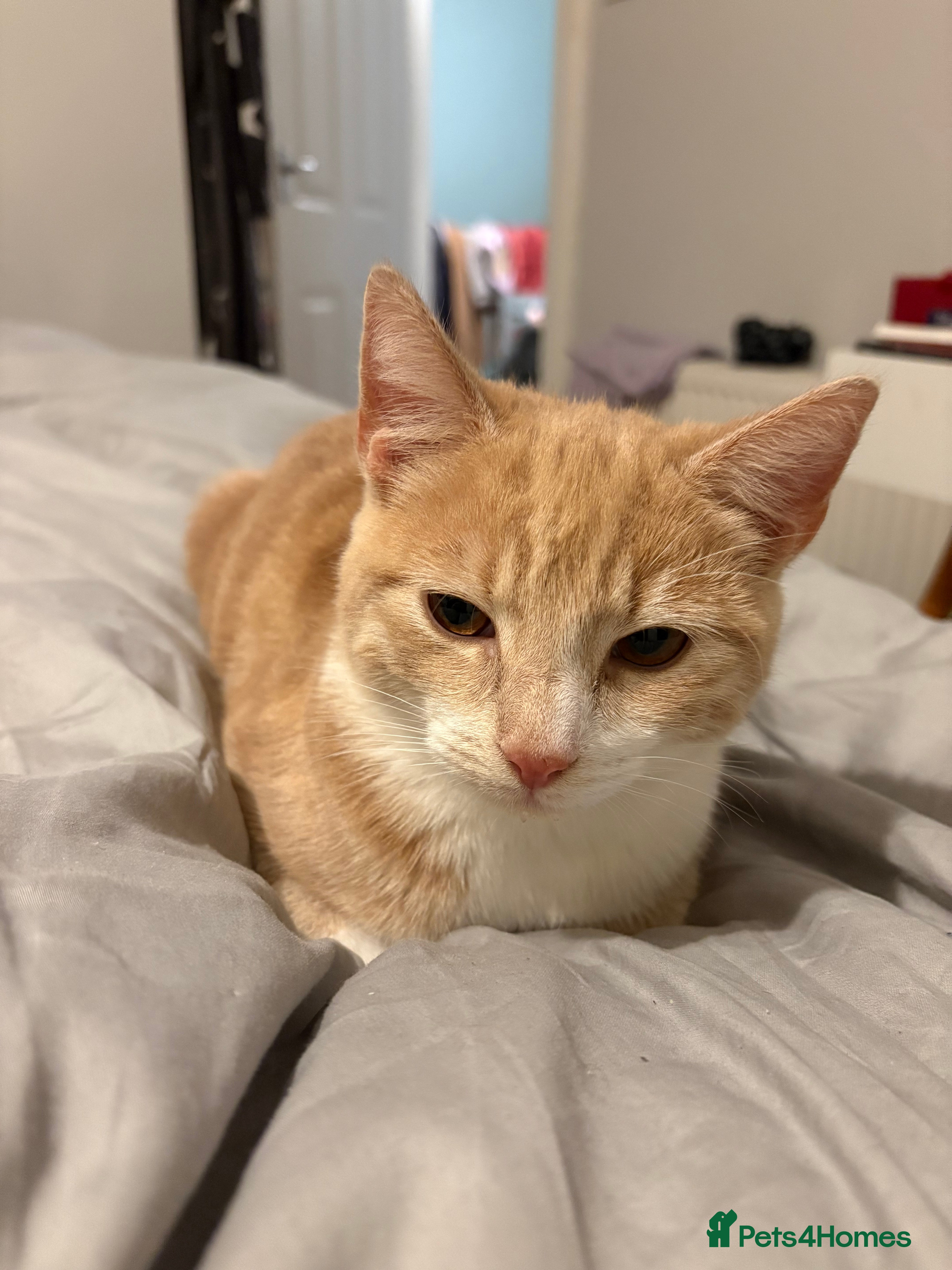 Mixed Breed cats Ginger cat available  - Advert 1