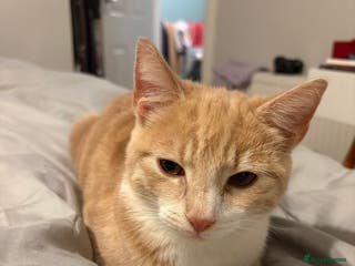 Mixed Breed cats Ginger cat available - Advert 1