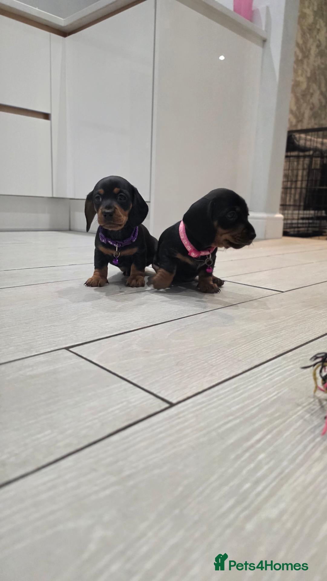 Miniature Dachshund dogs 🩷Pedigree KC Registered Miniature Dachshunds🩷 - Advert 3