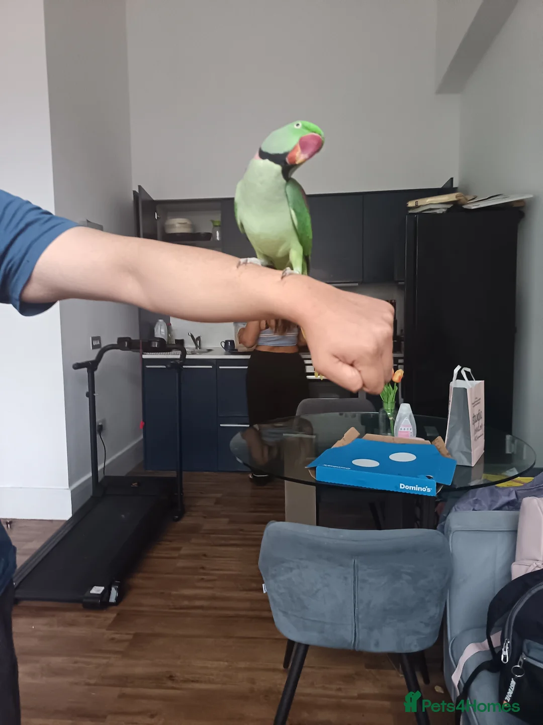 Parrots birds for sale: Lovely Talking Male Alexandrine Parrot in Birmingham - Advert 2
