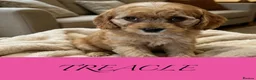 Cavapoo dogs for sale: Red cavapoo puppies - Advert 3
