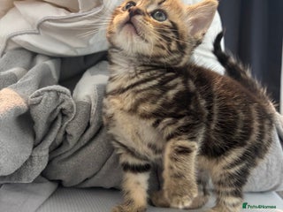 Brazilian Shorthair cats - Advert 4