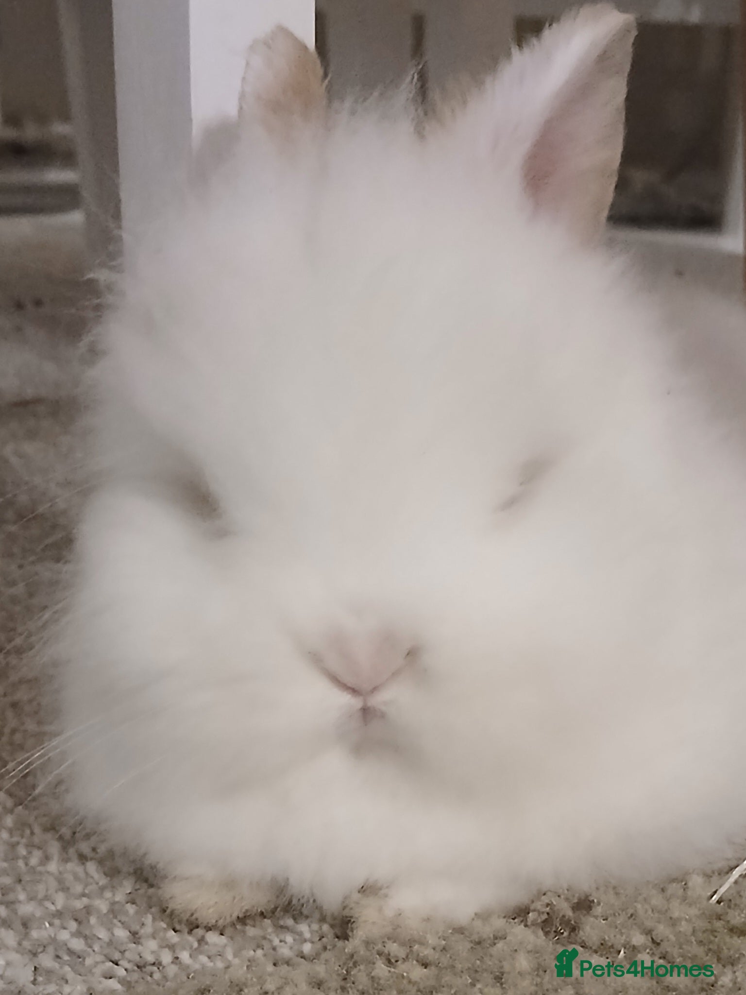 Lionhead rabbits Beautiful lionhead buck - Advert 1