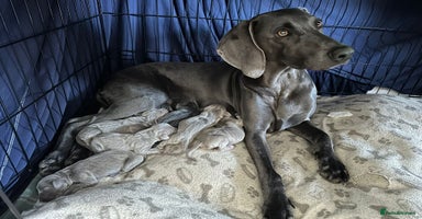 Weimaraner dogs in Thetford - Advert 2