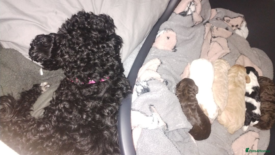 Cockapoo dogs for sale: Cockapoo puppies - Advert 6