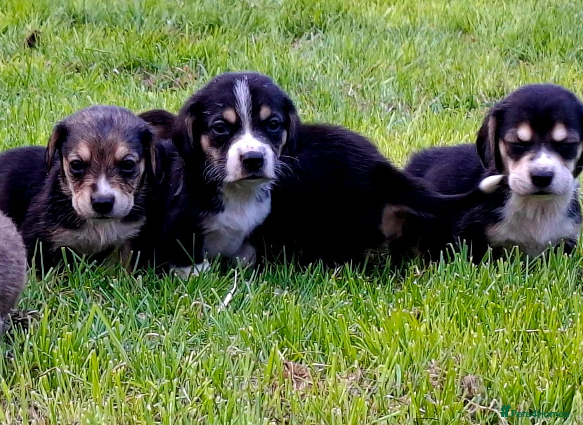 Mixed Breed dogs Beautiful Corgi cross basset pups 🐾 - Advert 19