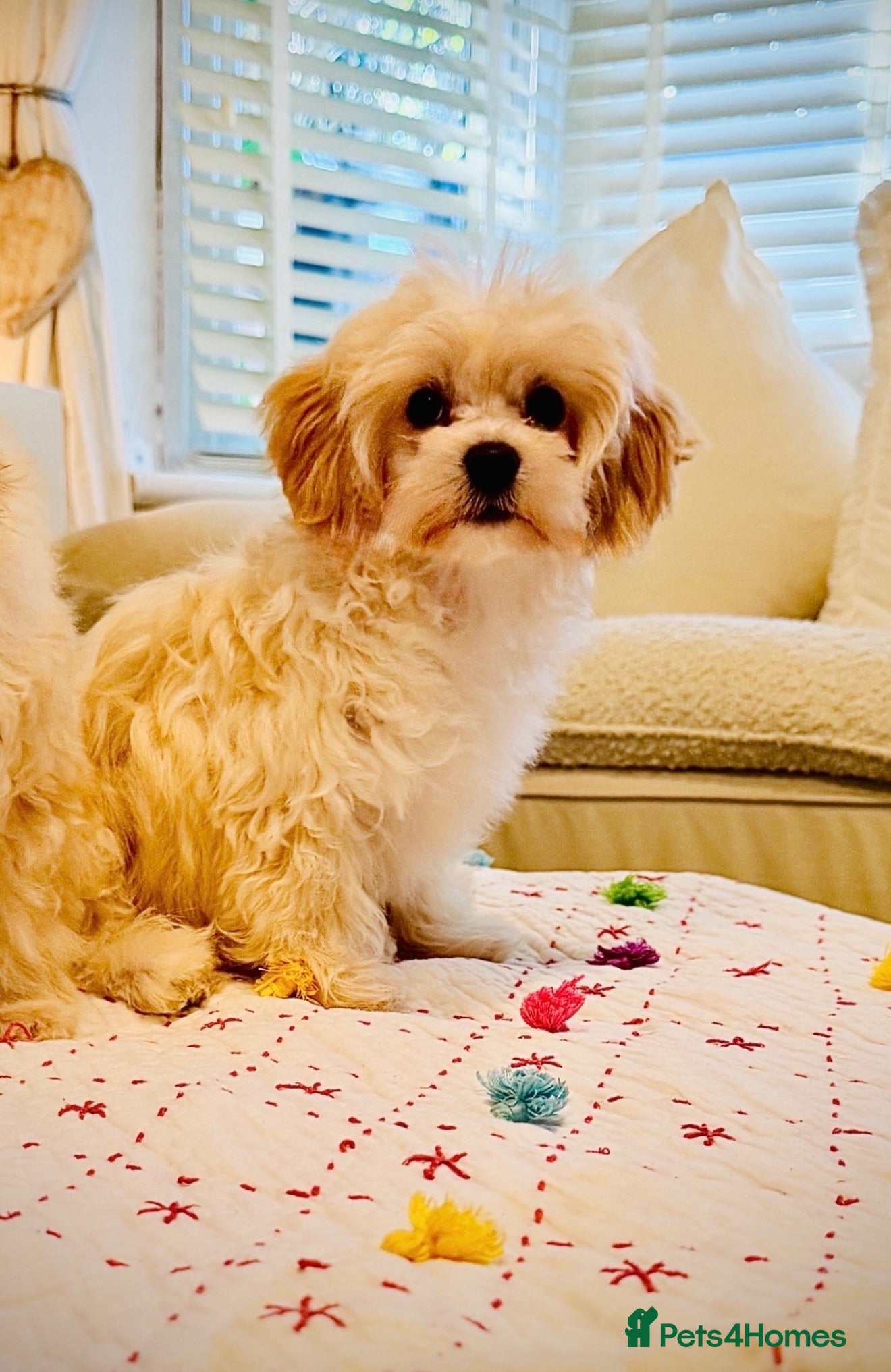 Maltipoo dogs * Sweet Korean Maltipoo Girls * - Advert 6