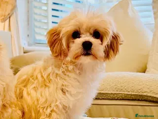 Maltipoo dogs * Sweet Korean Maltipoo Girls * - Advert 6
