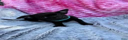 Chihuahua dogs for sale: Beautiful chihuahua puppies - Advert 5