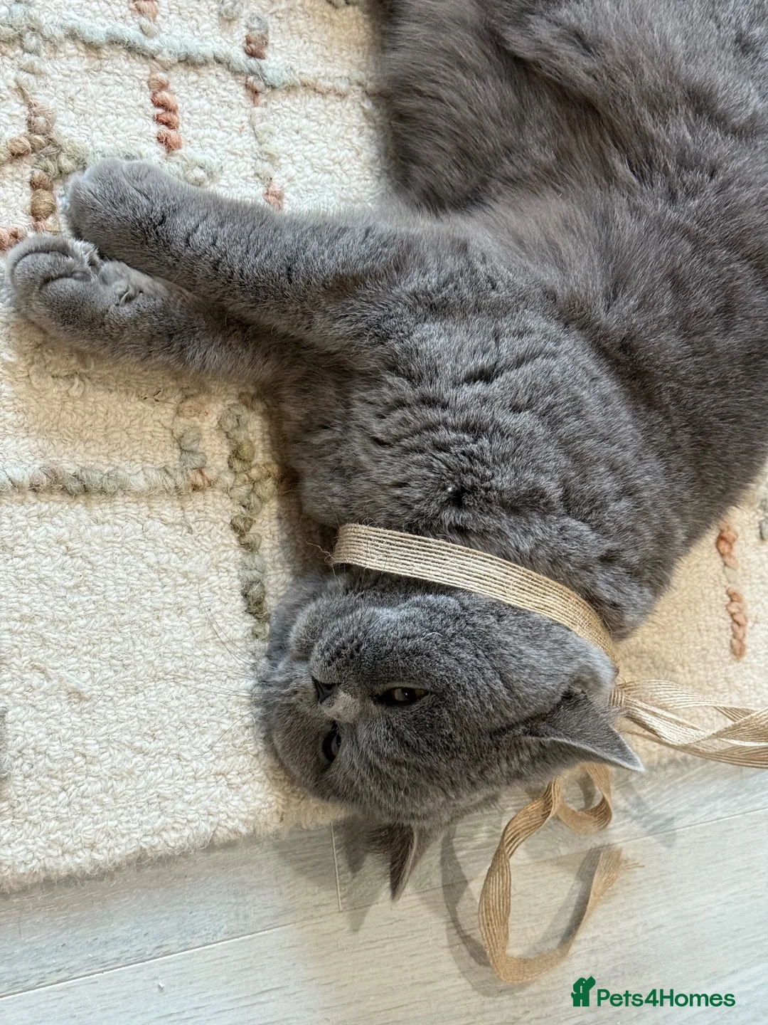 British Shorthair cats for sale: A beautiful shorthair blue  - Advert 2