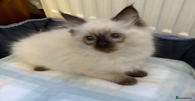 Ragdoll cats Pure Ragdoll Kittens - Advert 16