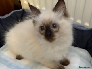 Ragdoll cats Ragdoll Kittens - Advert 3