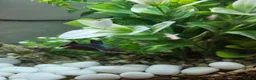 Bettas fish for sale: 5 Female Juvinile Bettas - Advert 7