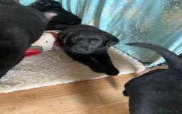 Labrador Retriever dogs for sale: 10 Beautiful black Labrador puppies - Image 21