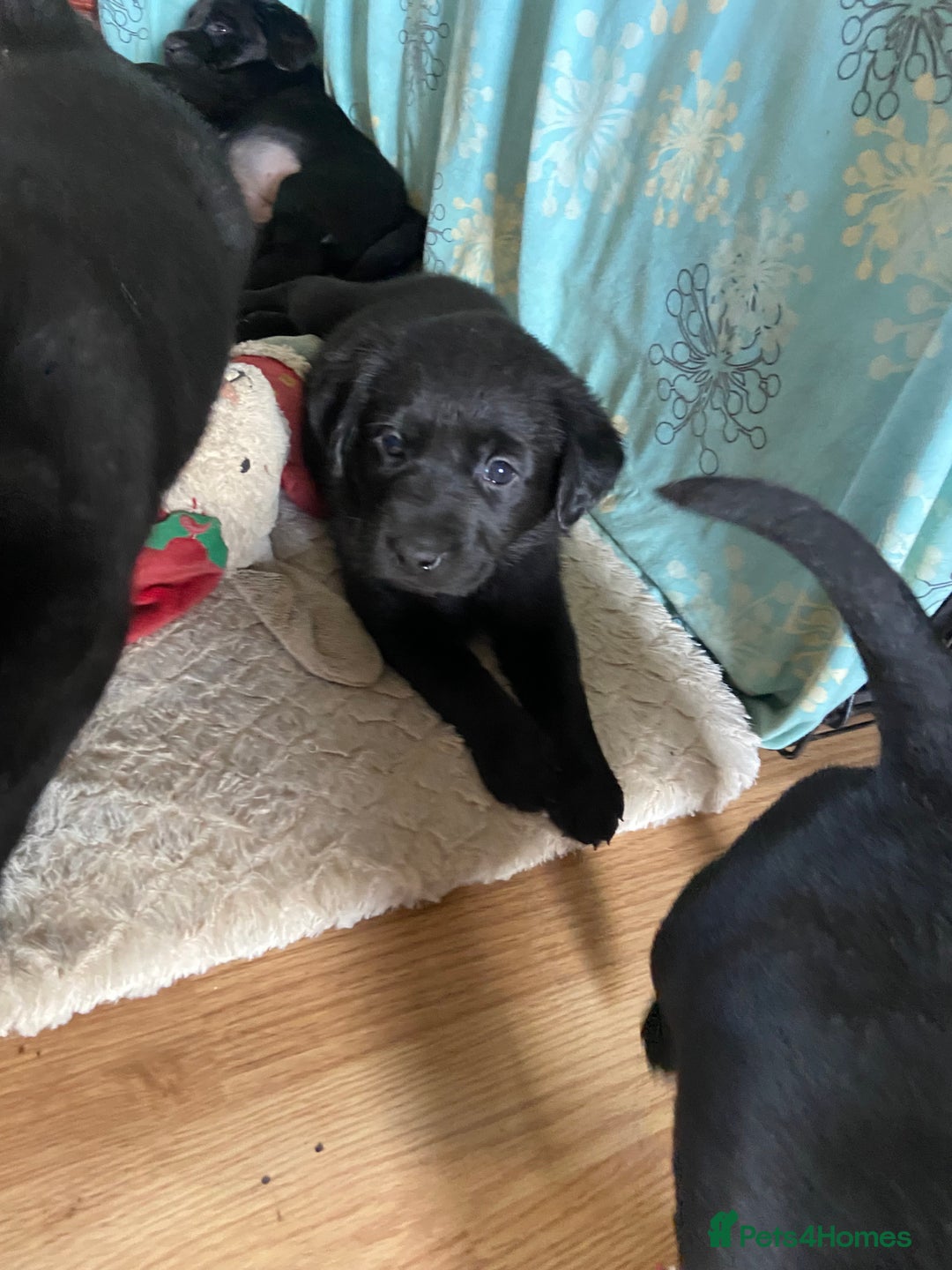 Labrador Retriever dogs for sale: 10 Beautiful black Labrador puppies - Image 21