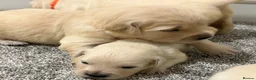Golden Retriever dogs for sale: Beautiful healthy puppies - Advert 23