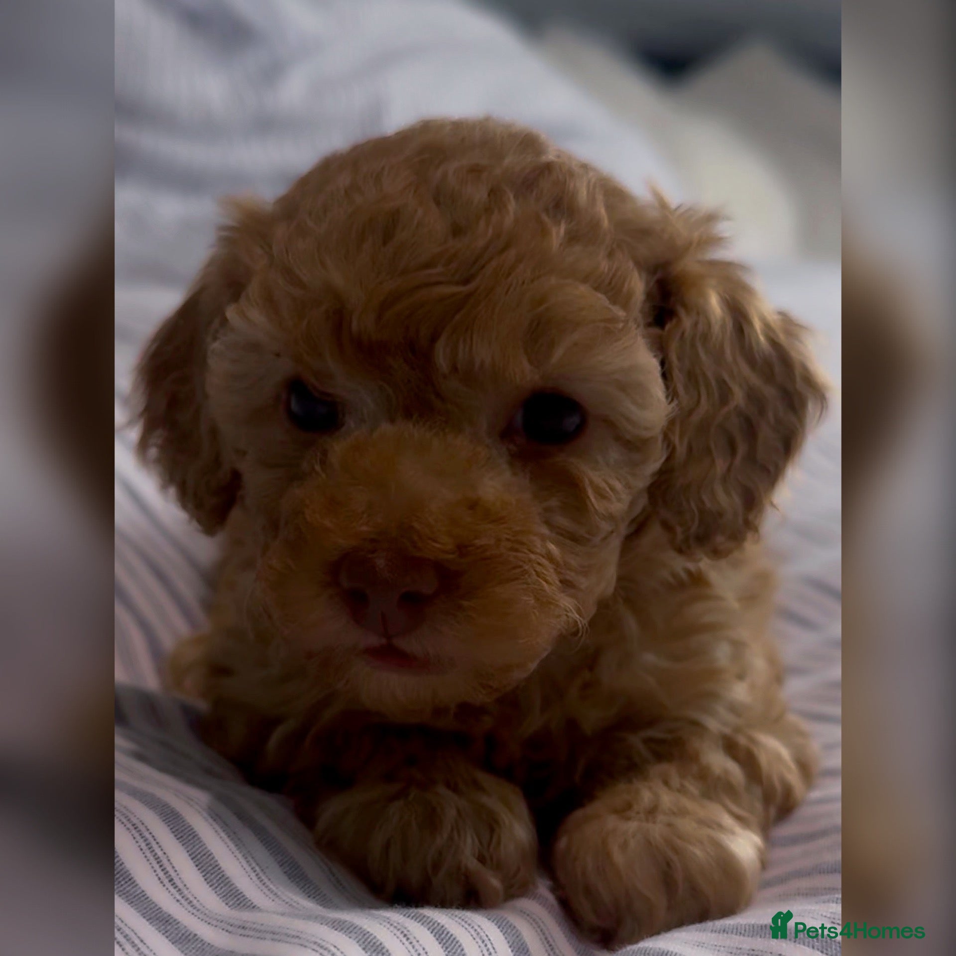 Toy Poodle dogs for sale: Exquisite small Toy Poodles  - Advert 2