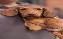 Miniature Dachshund dogs for sale: ⭐️ Miniature Long Haired Dachshund Pups ⭐  - Image 27