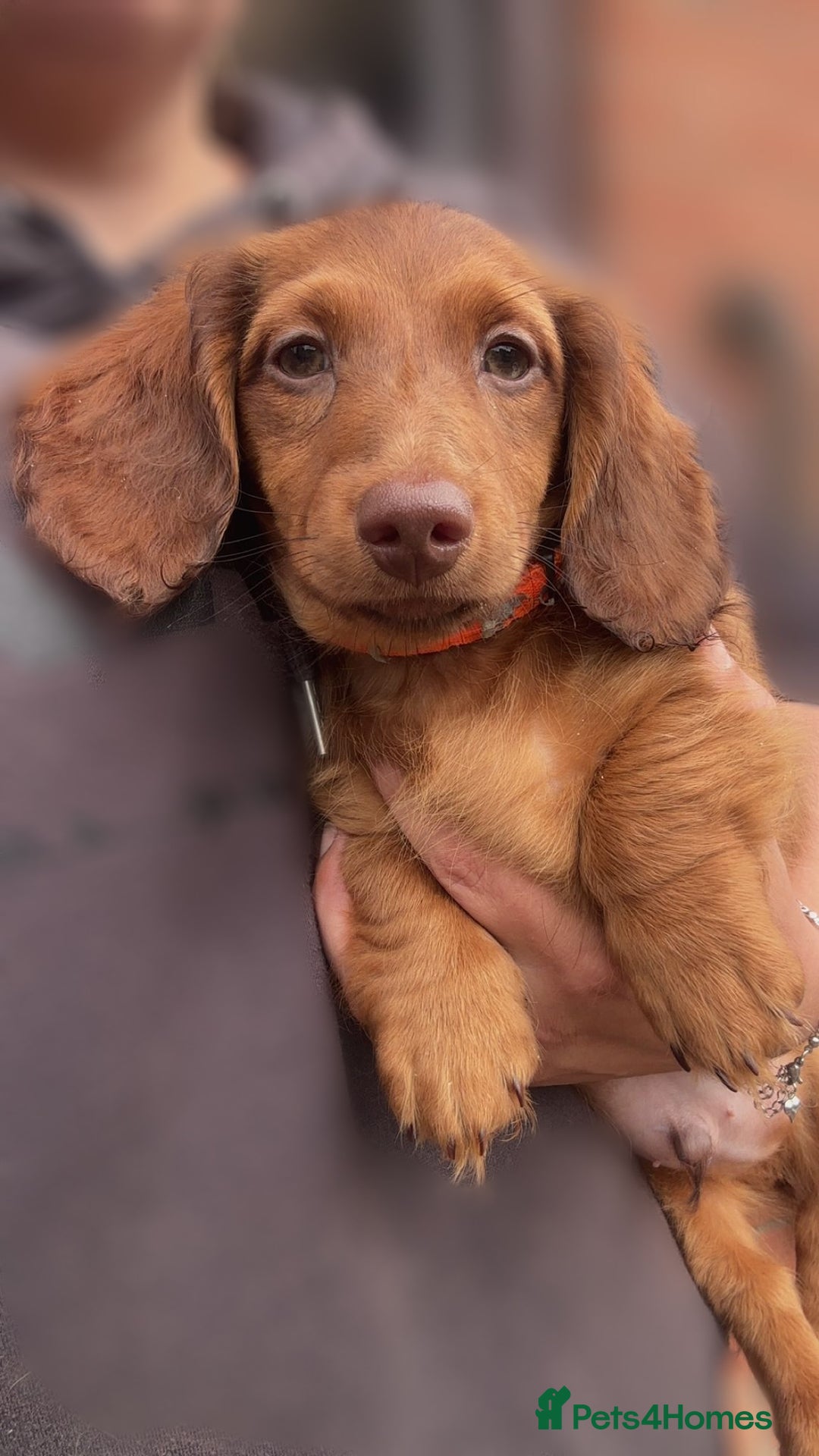 Miniature Dachshund dogs for sale: ⭐️ Miniature Long Haired Dachshund Pups ⭐  - Image 27