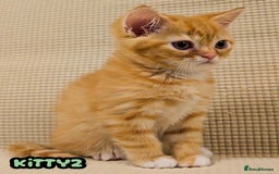 British Shorthair cats for sale: Adorable Kittens Ready For Reservation  - Image 34