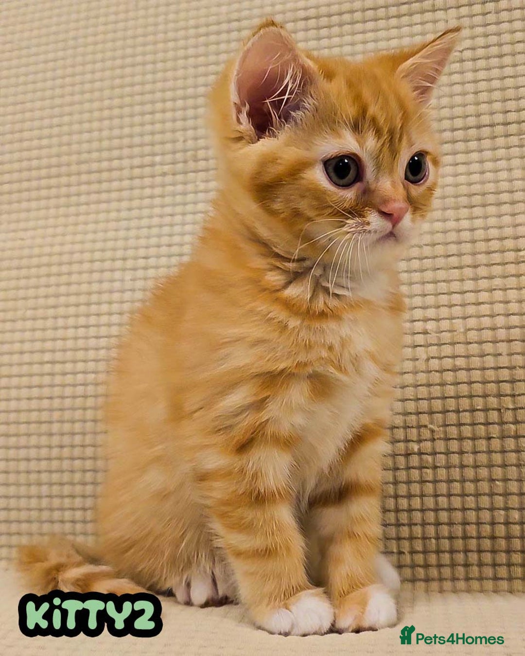 British Shorthair cats for sale: Adorable Kittens Ready For Reservation  - Image 34