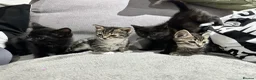 Mixed Breed cats for sale: Mixed breed kittens  - Advert 7