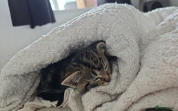 British Shorthair cats for sale: 🐱Four  Sisters Looking for Their Forever Homes!  - Image 30