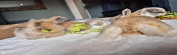 Mixed Breed rabbits for sale: Gorgeous bunnies for sale - Advert 13