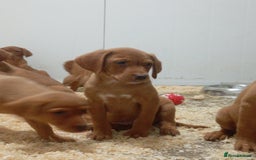 Labrador Retriever dogs for sale: Kc reg fox red working Labradors  - Image 7