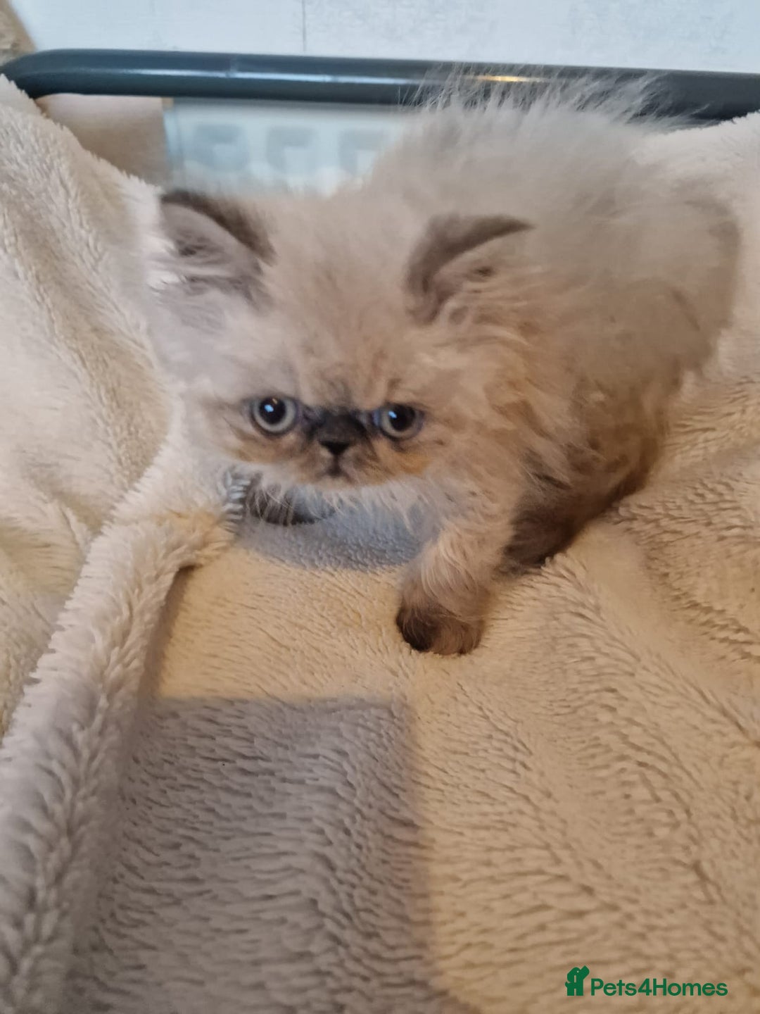 Persian cats for sale: Stunning Persian Kittens. - Advert 19