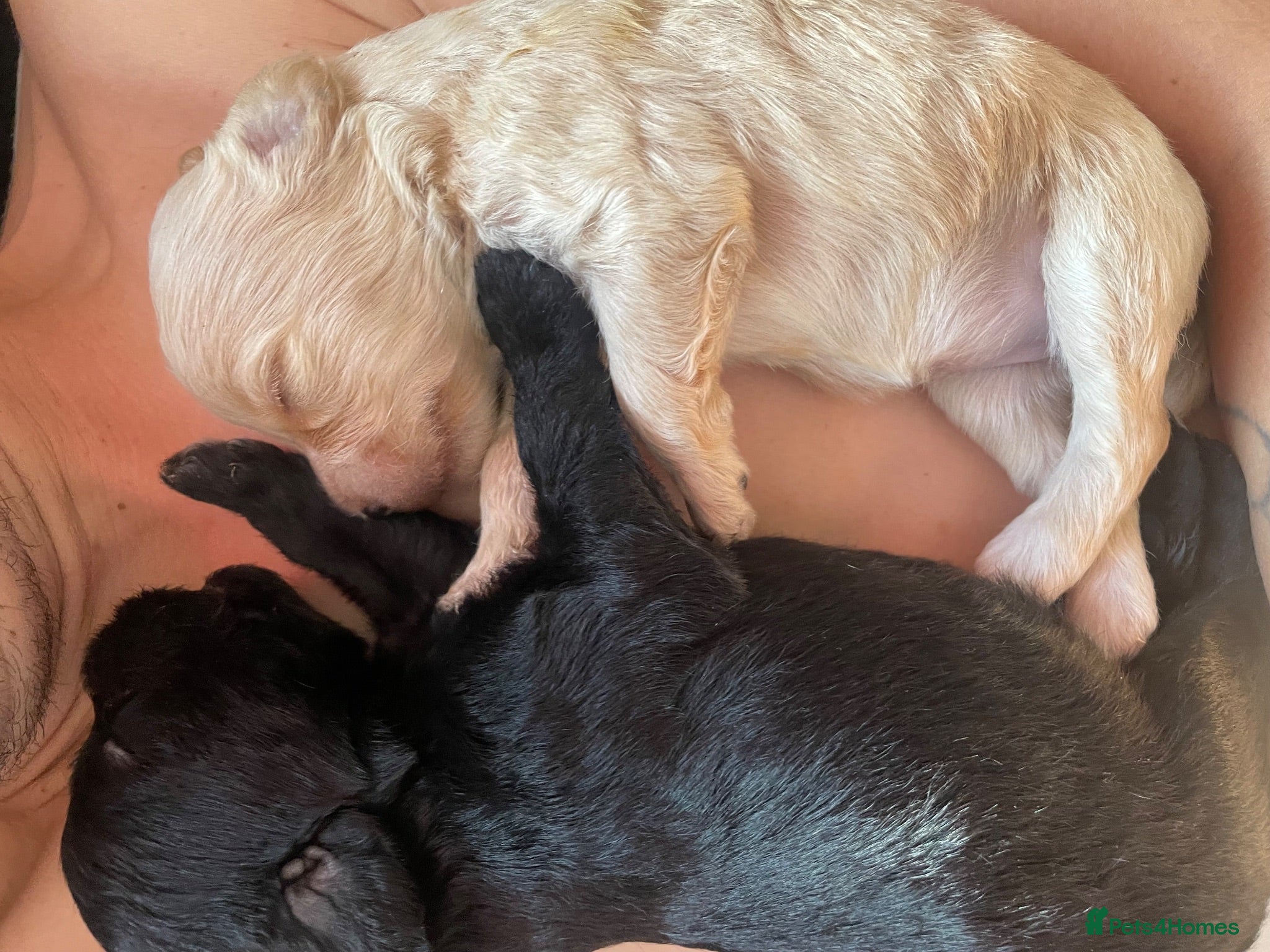 Mixed Breed dogs Cockapoo cross pups - Advert 1