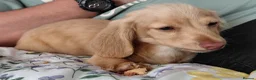 Miniature Dachshund dogs for sale: ✨️Longhaired Cream Male toy miniature Dachshund✨️ - Advert 13