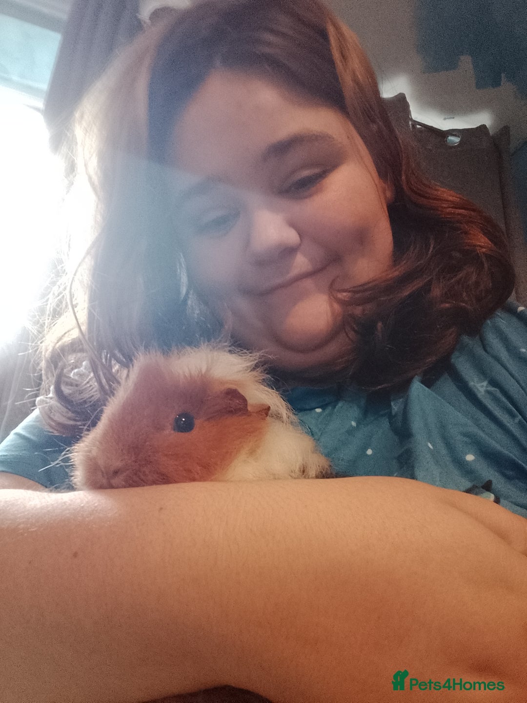 Guinea Pig rodents for sale: Guinea pigs - Image 2