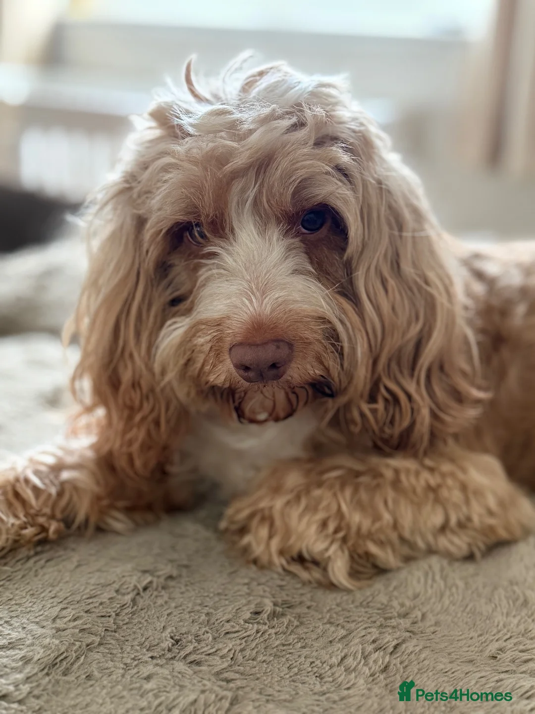 Cockapoo dogs for sale: Toffees 3 little beauties 🧡 - Advert 2