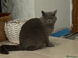 British Shorthair cats Retired Queen - Blue British Shorthair - Advert 1