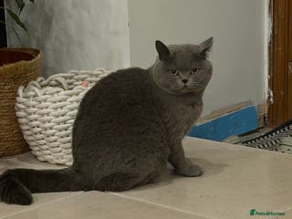 British Shorthair cats Retired Queen - Blue British Shorthair - Advert 17