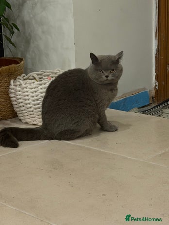 British Shorthair cats Retired Queen - Blue British Shorthair - Advert 6