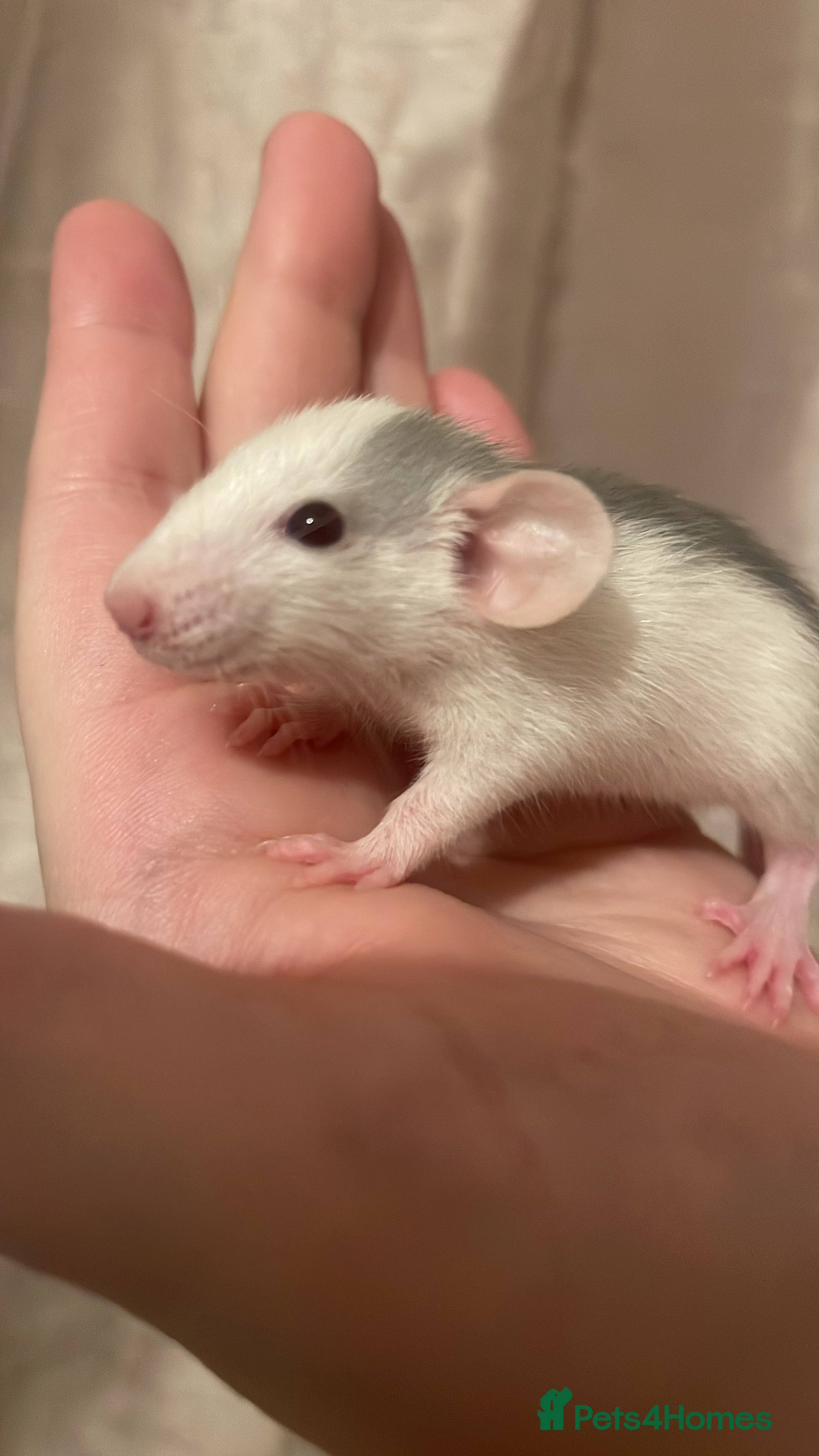 Rat rodents Rats looking for 5* homes only  - Advert 8