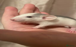 Rat rodents for sale: Rats looking for 5* homes only  - Image 1