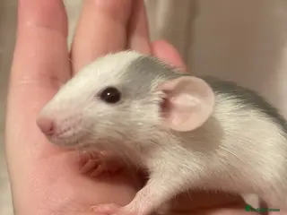 Rat rodents Rats looking for 5* homes only - Advert 8