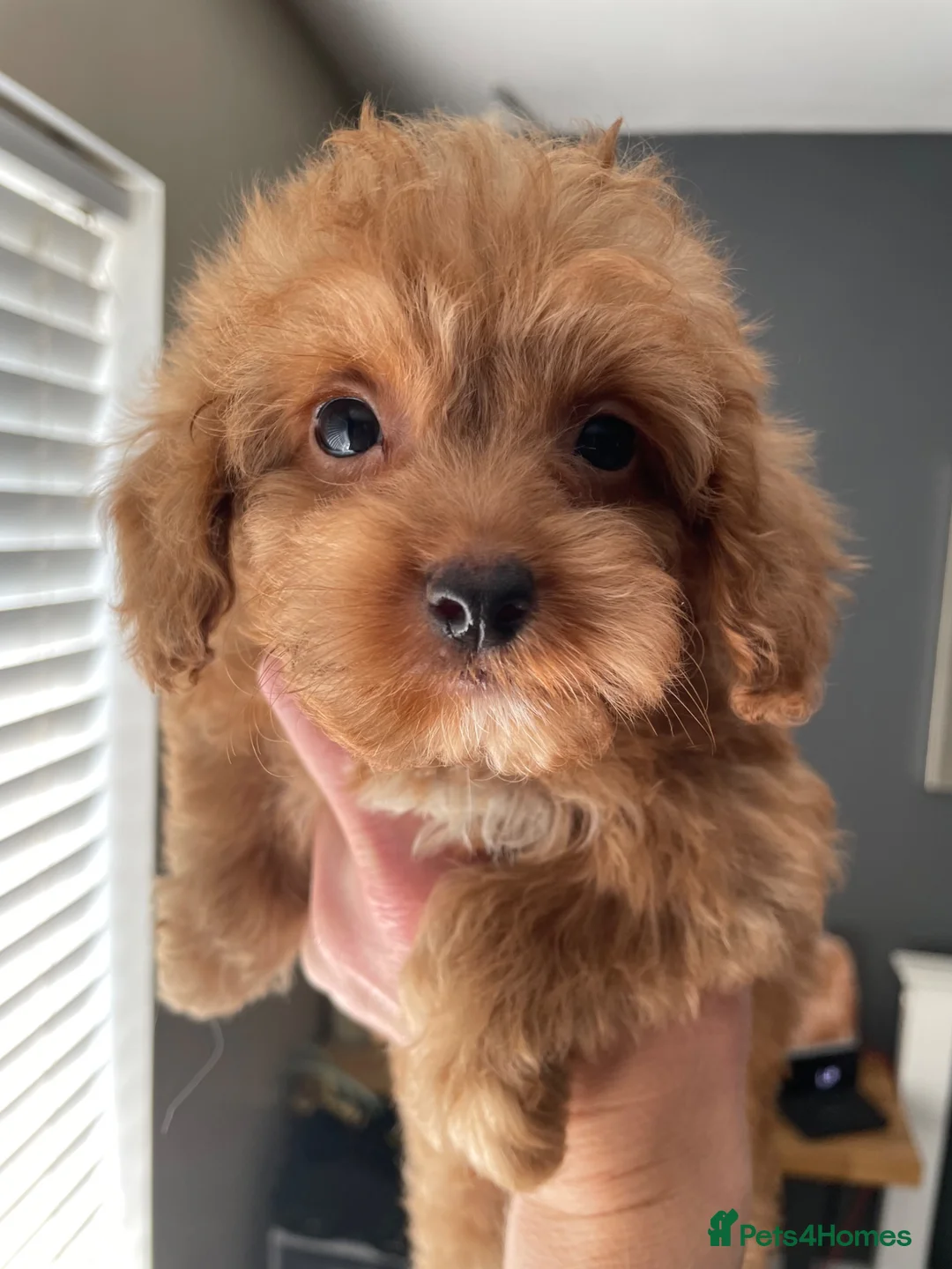 Cockapoo dogs for sale: Tiny Toy F1B Cockapoos. FULLY VAX’D! LAST 2 BOYS!! - Advert 40