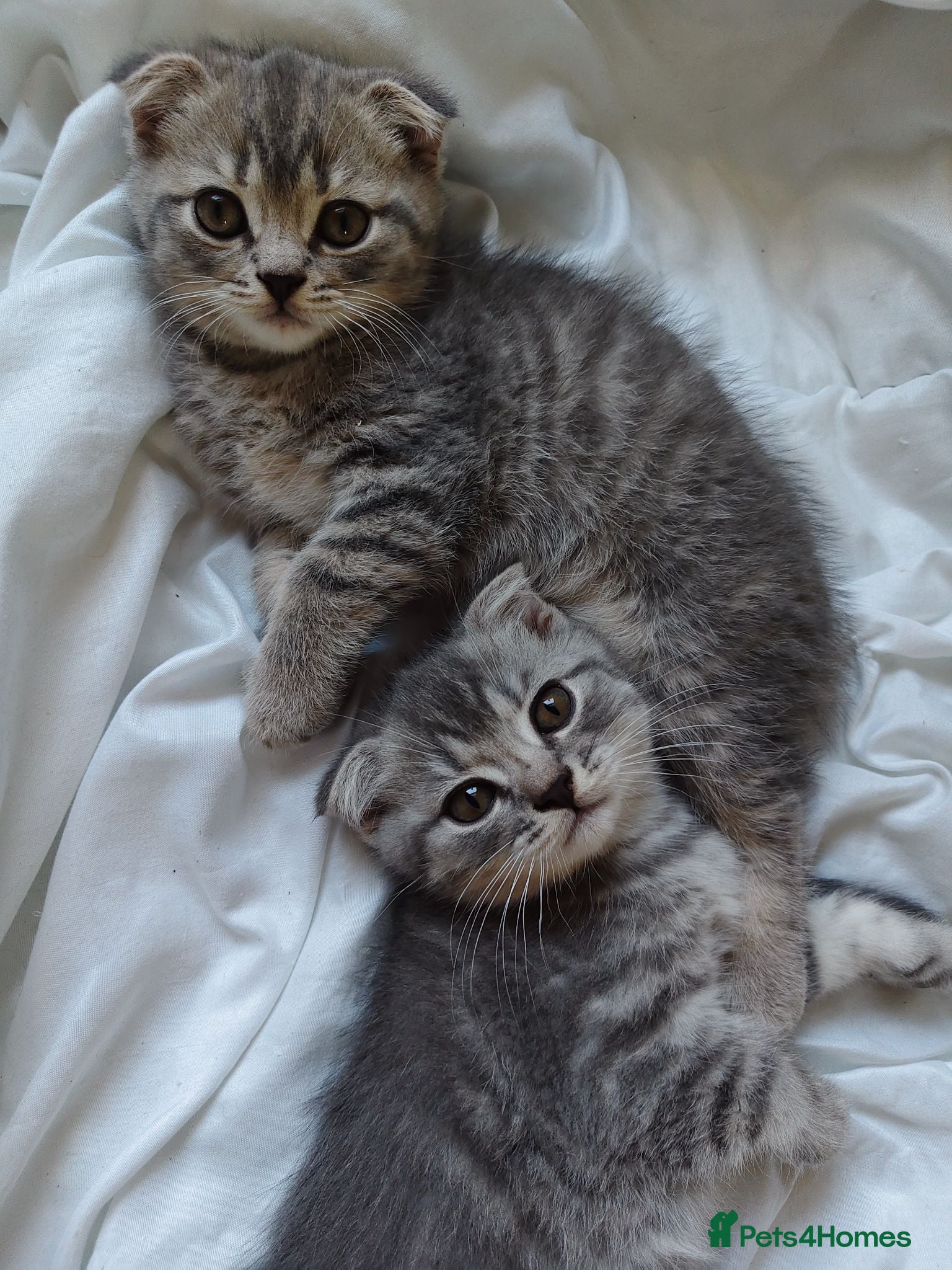 Scottish Fold cats 5 Pedigree Beautiful Loving Scottish Folds  - Advert 2