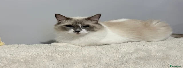 Bella