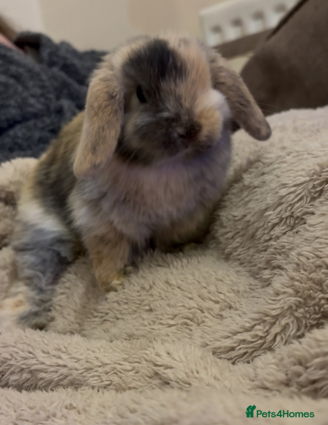 Mini Lop rabbits for sale: Bonded Mini Lop Harlequin Pair. Sold Together Only - Advert 19