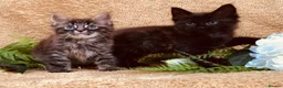 Norwegian Forest Cat cats for sale: STUNNING WEDGIE BOYS AVAILABLE  - Advert 6