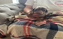 Miniature Dachshund dogs for sale: Miniature dachshund  - Image 20