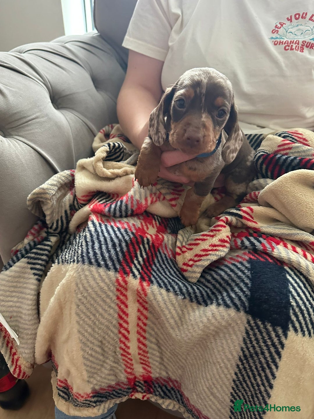 Miniature Dachshund dogs for sale: Miniature dachshund  - Image 20