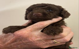 Cockapoo dogs for sale:  f1b chocolate and chocolate merle puppies  - Image 3