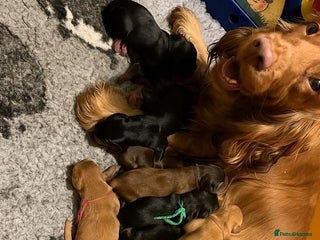 Cocker Spaniel dogs Stunning KC Show Cocker Spaniels - Advert 1